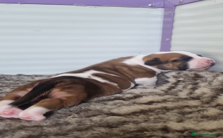 American Staffordshire cani a Provincia di Varese - Annuncio 2