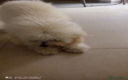 Barboncino cani in vendita: Barboncino  a Provincia di Frosinone - Immagine 2