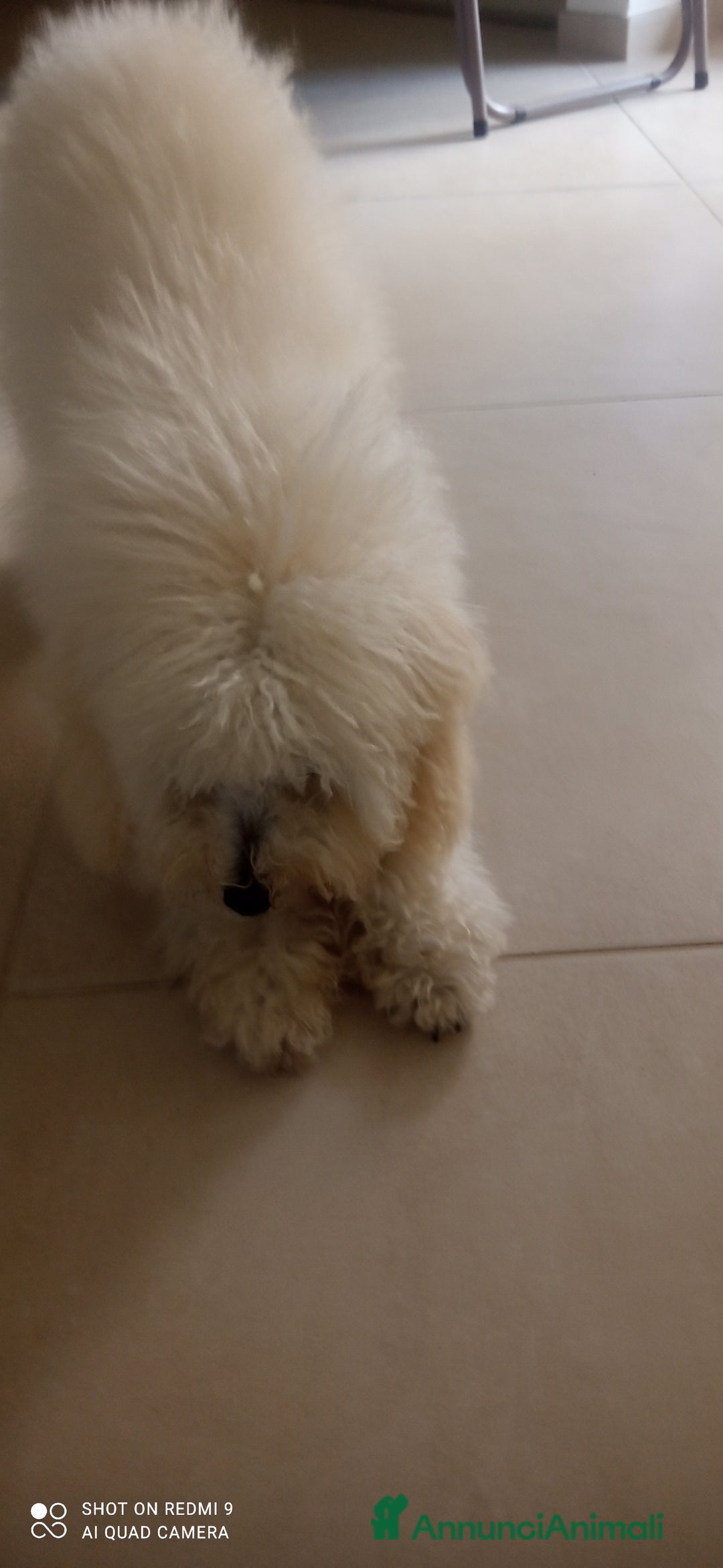 Barboncino cani in vendita: Barboncino  a Provincia di Frosinone - Immagine 2