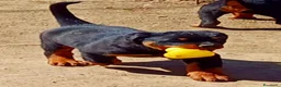 Rottweiler cani in vendita: Cuccioli Rottweiler  - Annuncio 2