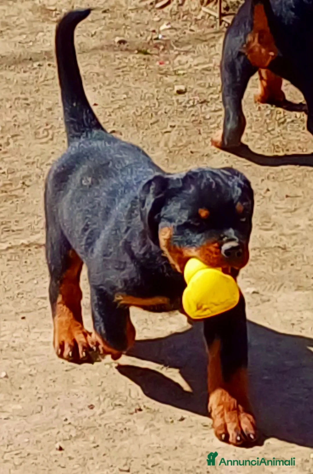 Rottweiler cani in vendita: Cuccioli Rottweiler  - Annuncio 2
