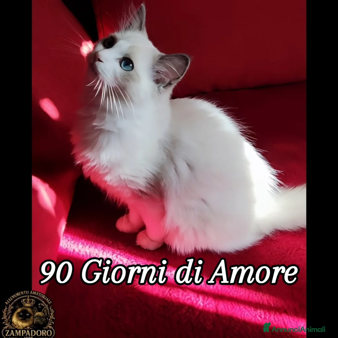 Ragdoll gatti in vendita: Ragdoll femmina con pedegree  a Provincia di Cremona - Annuncio 5