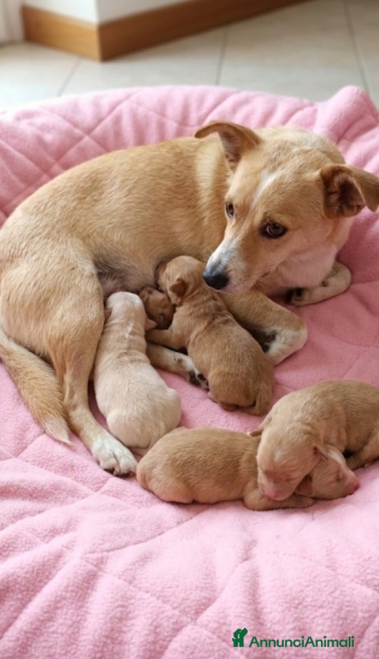 Jack Russell cani Cuccioli jack russel - Annuncio 1