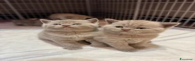 British Gattino 6