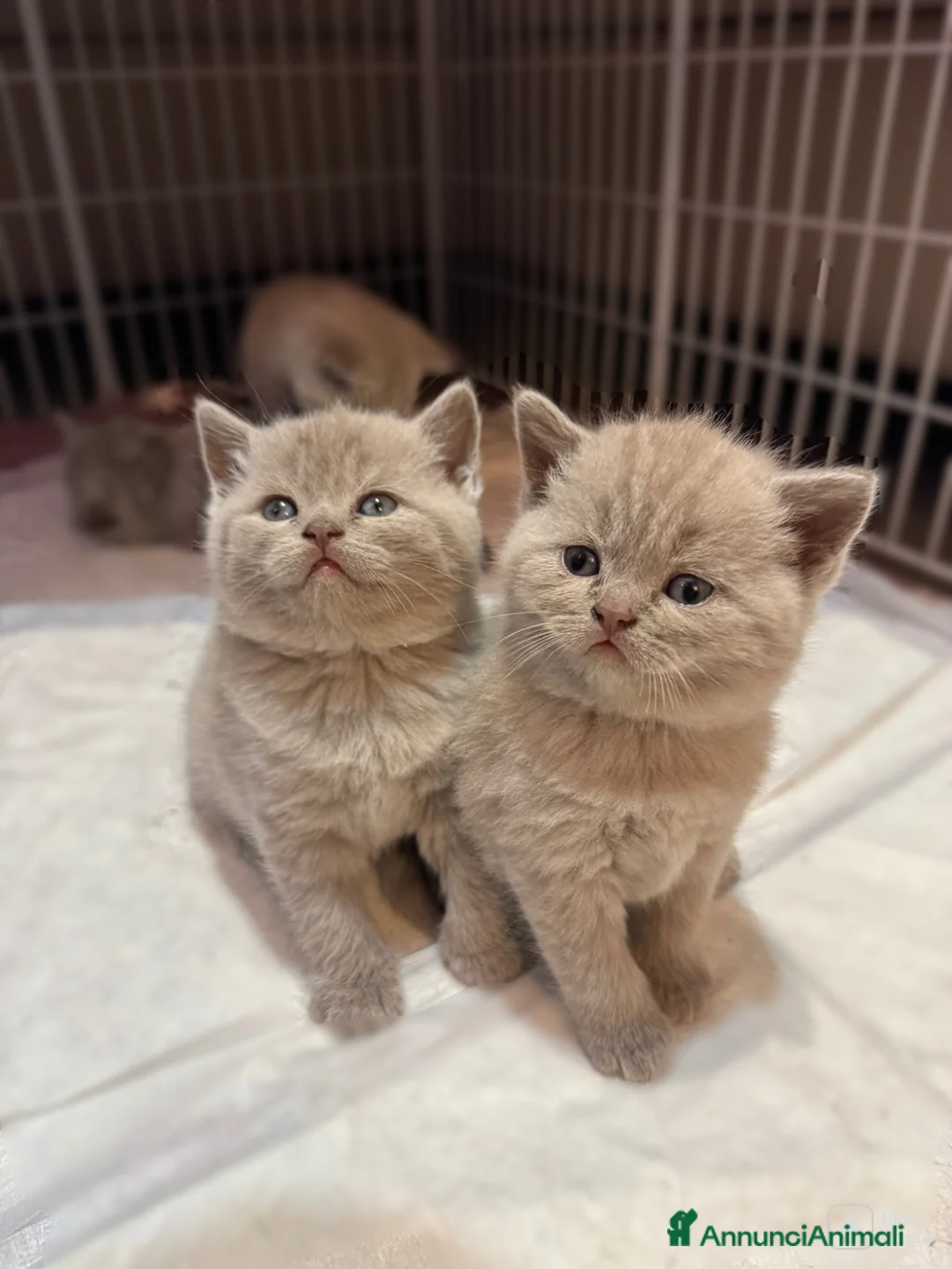 British gatti in vendita: Cuccioli British/Scottish a Città Metropolitana di Torino - Annuncio 2