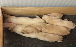 Golden Retriever cani in vendita: Cuccioli di golden retriever a Provincia di Pavia - Immagine 16