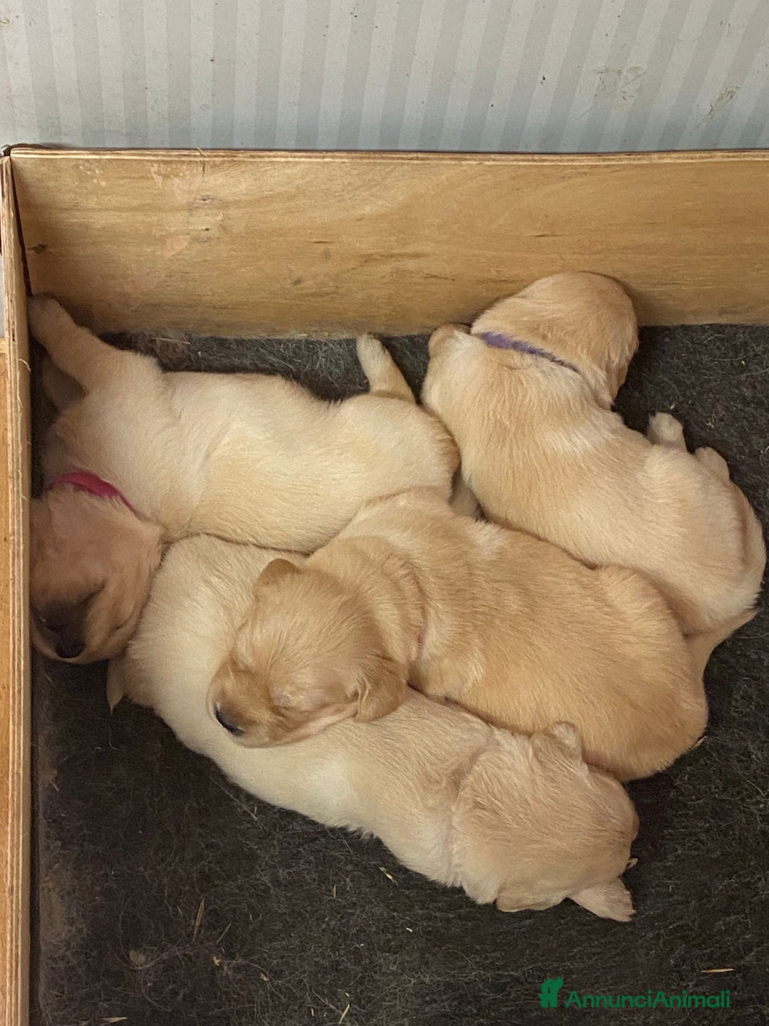 Golden Retriever cani in vendita: Cuccioli di golden retriever a Provincia di Pavia - Immagine 16