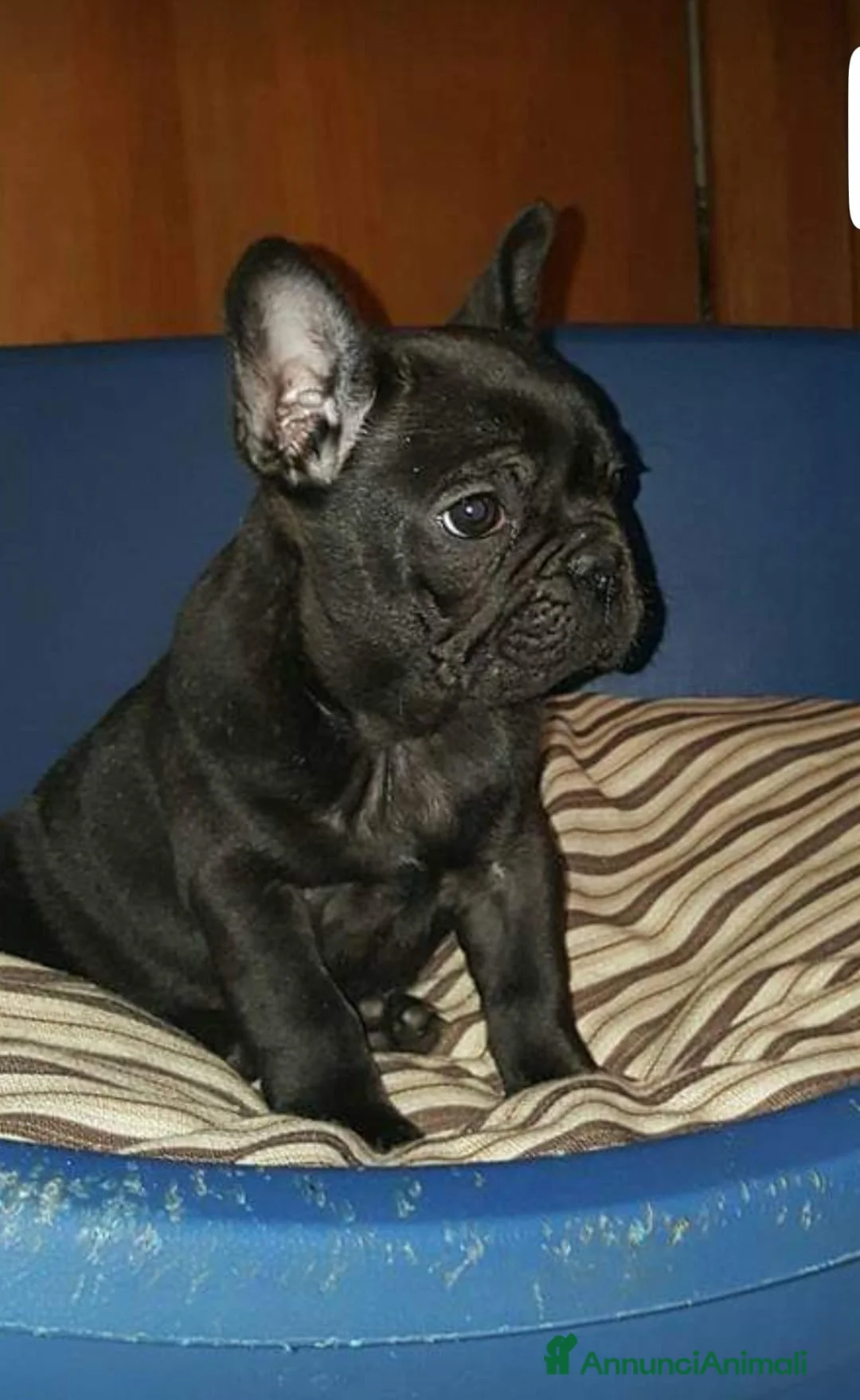Bulldog Francese cani in vendita: Bouledogue francesi cuccioli con Pedigree Enci - Annuncio 2