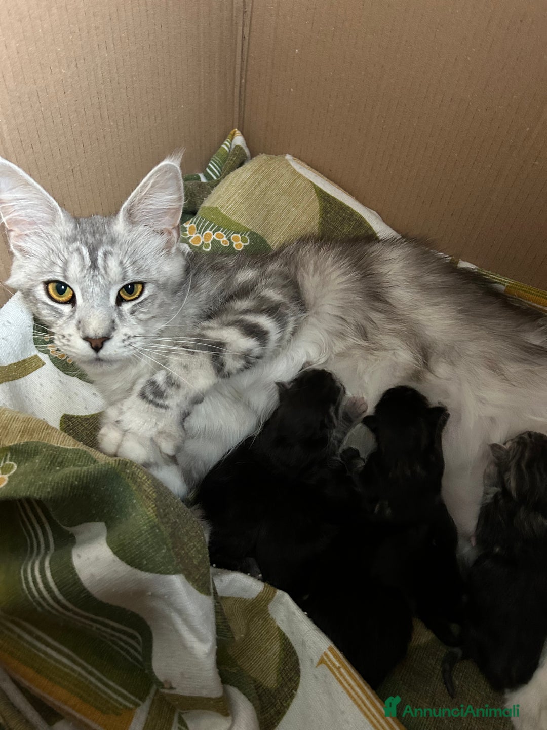 Maine Coon gatti in vendita: Cuccioli Maine coon a Provincia di Cremona - Immagine 13