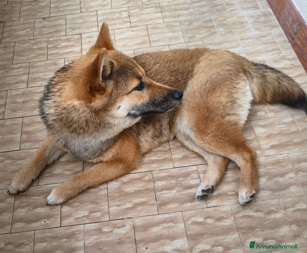 Shiba Inu cani in vendita: Shiba Inu femmina - Annuncio 4