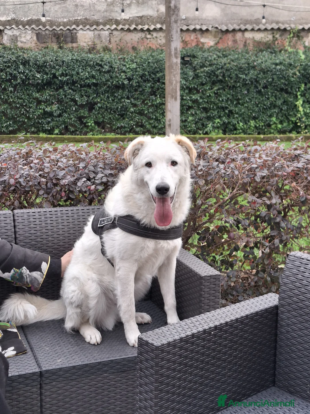 Meticcio cani in regalo: Ugo: cucciolone buonissimo con tutti  - Annuncio 4