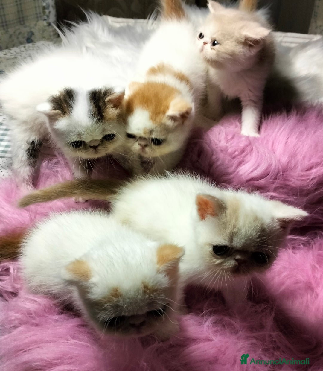 Exotic Shorthair gatti in vendita: Exotic Shorthair allevamento Exodora Sikelia  a Città metropolitana di Catania - Immagine 22