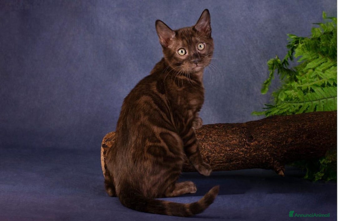 Bengala gatti in vendita: Cuccioli di bengala - Annuncio 6
