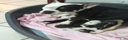 American Bully cani in vendita: 2 cuccioli maschi American Bully - Annuncio 4