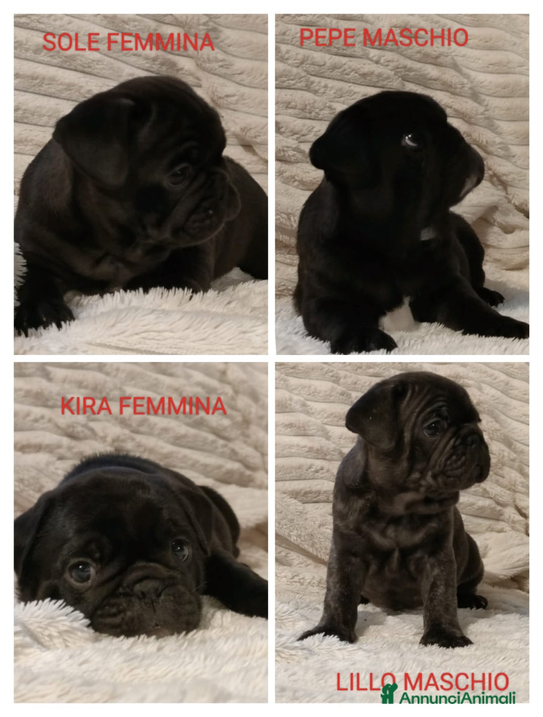 Meticcio cani in vendita: Cuccioli FRUG - Annuncio 2