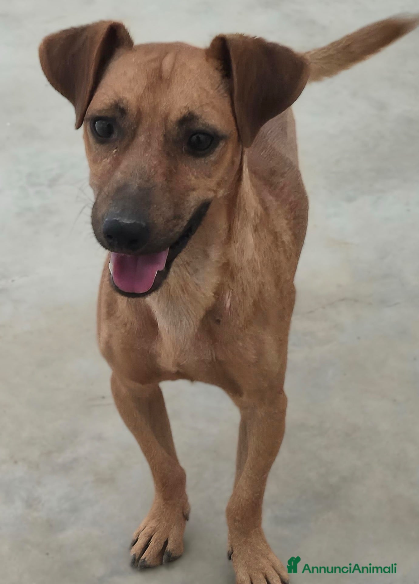 Meticcio cani Pippo e Tara taglie piccole cercano casa - Annuncio 2