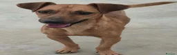 Meticcio cani in regalo: Pippo e Tara taglie piccole cercano casa - Annuncio 2