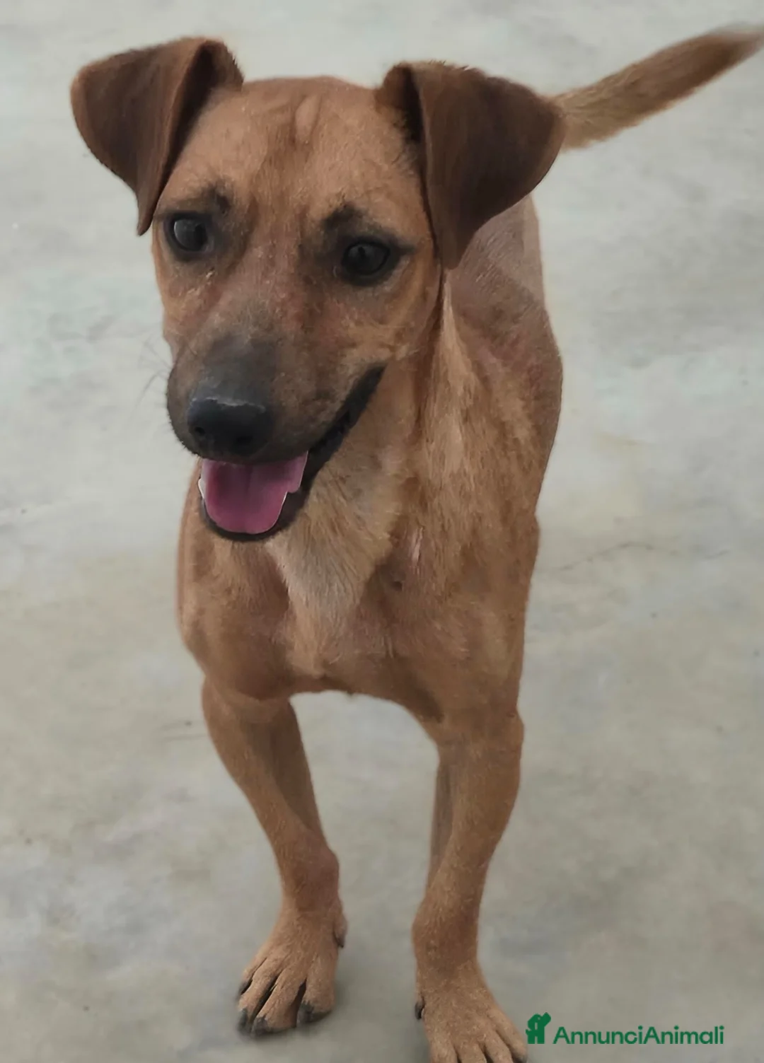 Meticcio cani in regalo: Pippo e Tara taglie piccole cercano casa - Annuncio 2