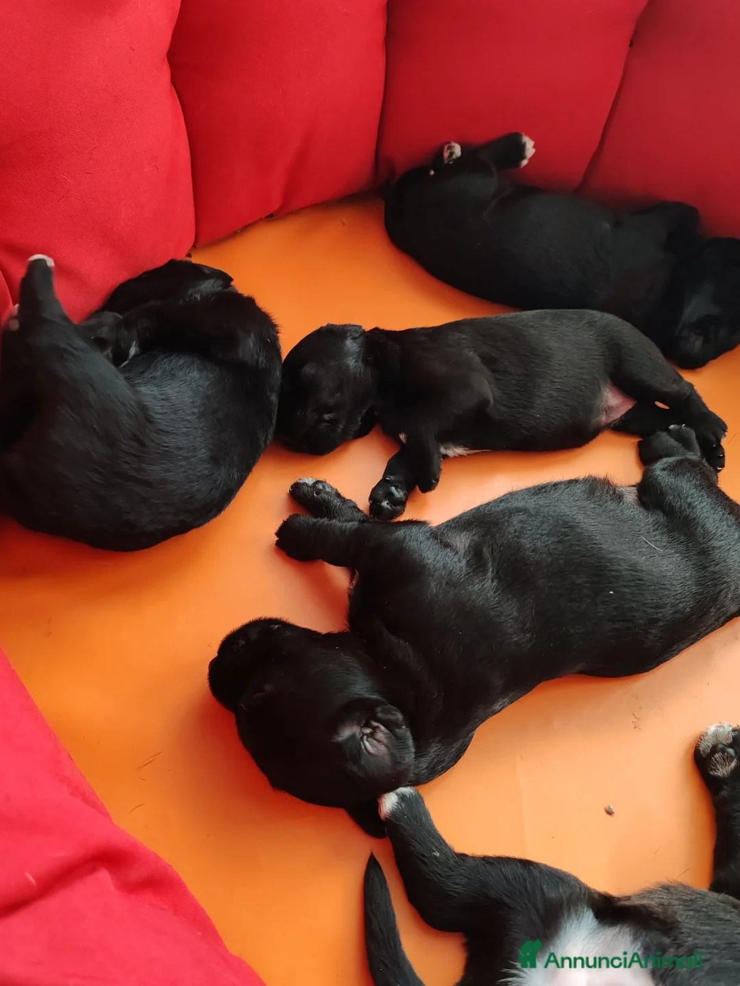 Meticcio cani in regalo: Regalo cuccioli  a Città metropolitana di Roma Capitale - Annuncio 1