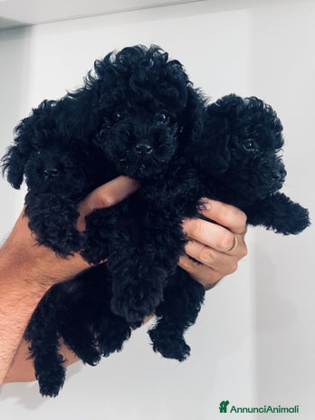 Barboncino Toy cani - Annuncio 9