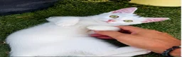 Europeo gatti in regalo: Gattina bianca 3 mesi a Città metropolitana di Roma Capitale - Annuncio 3