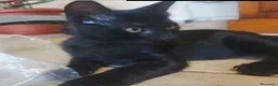 Meticcio gatti in regalo: GATTINO NERO - Annuncio 4