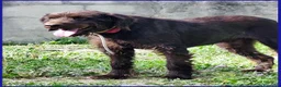 Meticcio cani in regalo: SPELACCHIO merita una vita serena - Annuncio 3