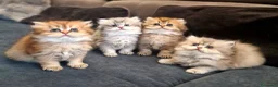 British gatti in vendita: British longhair  - Annuncio 2