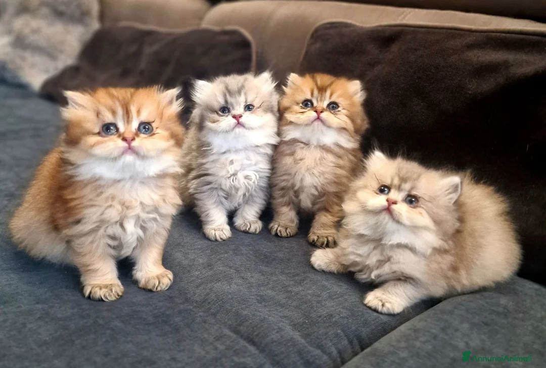 British gatti in vendita: British longhair  - Annuncio 2