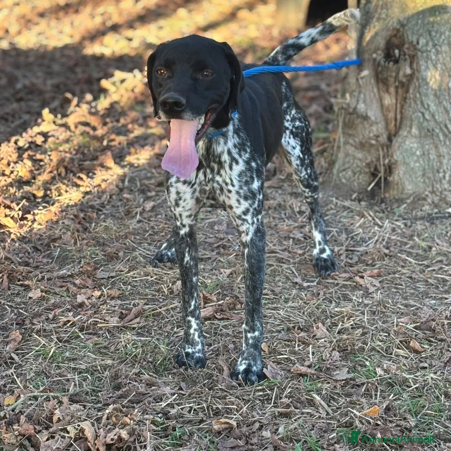 Altre razze cani Mowgli bracco pointer cerca casa in adozione - Annuncio 2