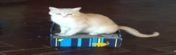 Europeo gatti in regalo: GATTINI ROSSI - Annuncio 2