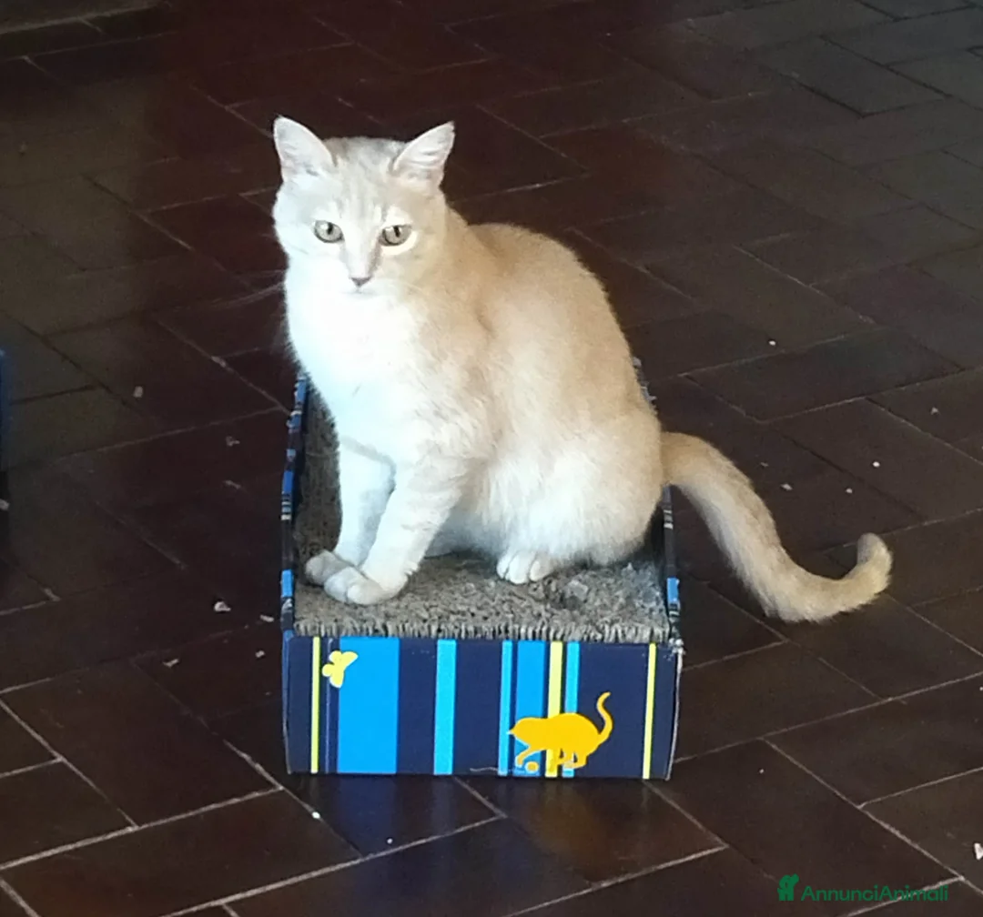 Europeo gatti in regalo: GATTINI ROSSI - Annuncio 2