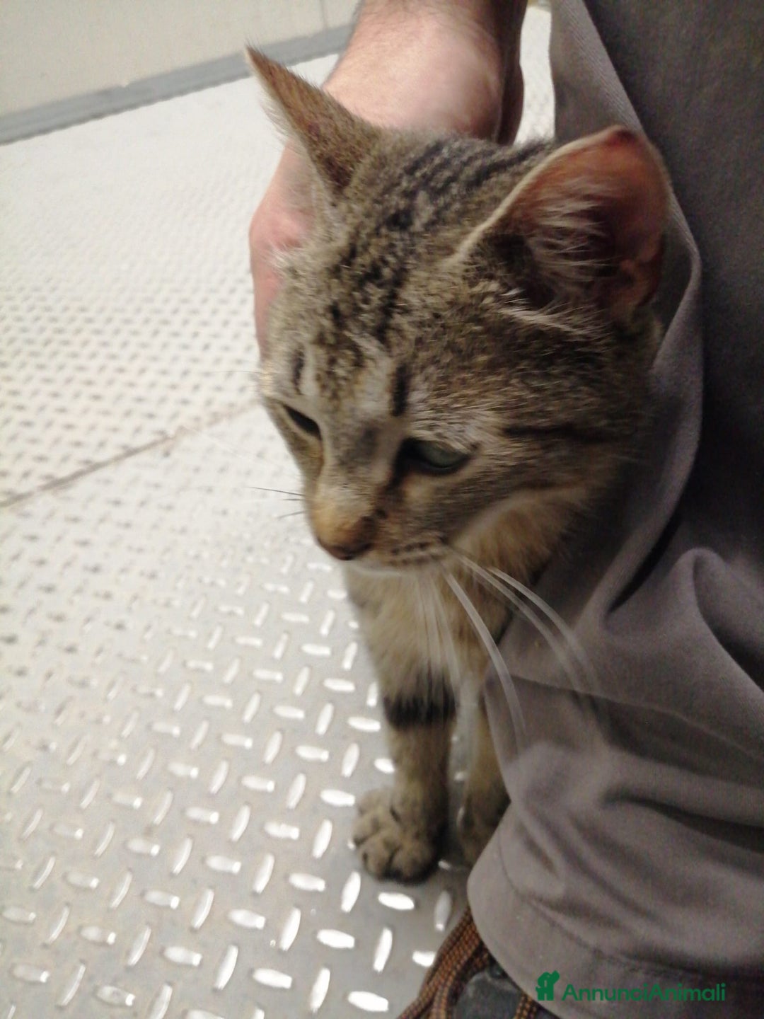 Altre razze gatti in regalo: Miranda micia dolcissima di due anni - Annuncio 2