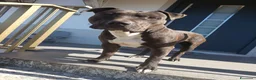 American Staffordshire cani in regalo: Amstaff Maschio 2 anni cerca casa - Annuncio 4