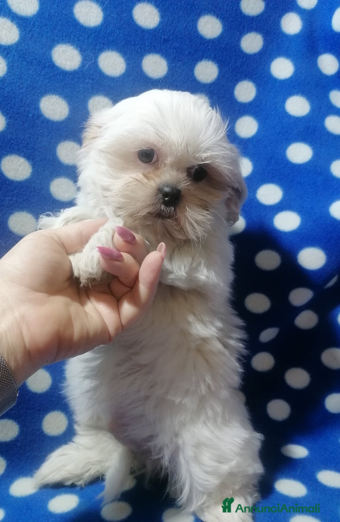 Shih Tzu cani in vendita: Shih Tzu cuccioli bianchi - Annuncio 2