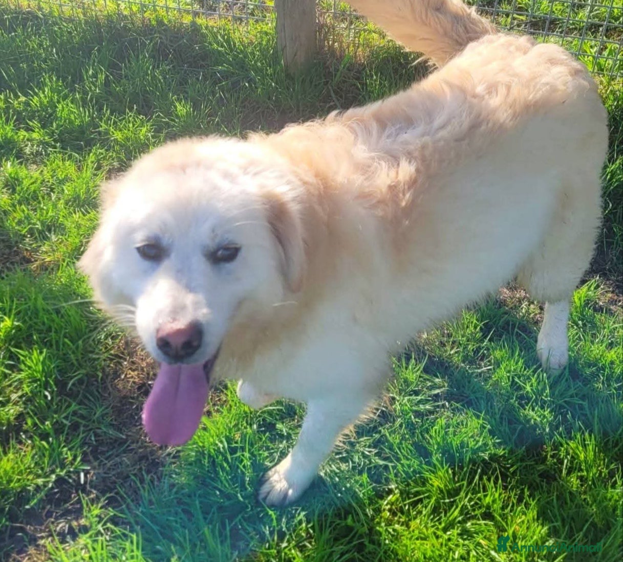 Pastore Maremmano cani Lucilla, cucciolona di pastore maremmano  - Annuncio 11