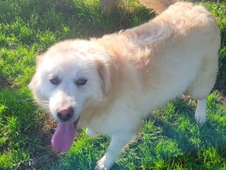 Pastore Maremmano cani Lucilla, cucciolona di pastore maremmano - Annuncio 11