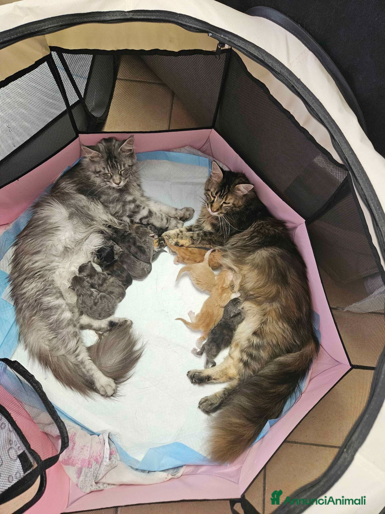 Maine Coon gatti Cuccioli Maine Coon con pedigree - Annuncio 1