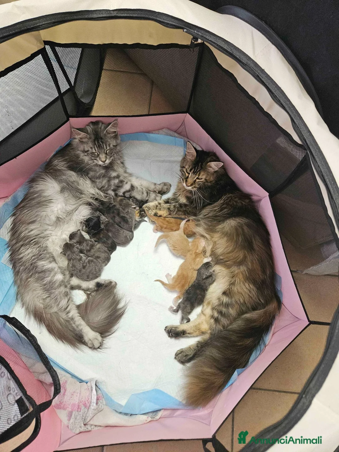Maine Coon gatti in vendita: Cuccioli Maine Coon con pedigree - Annuncio 1