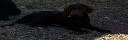Labrador cani in vendita: Cucciolo Labrador Choco  - Annuncio 5