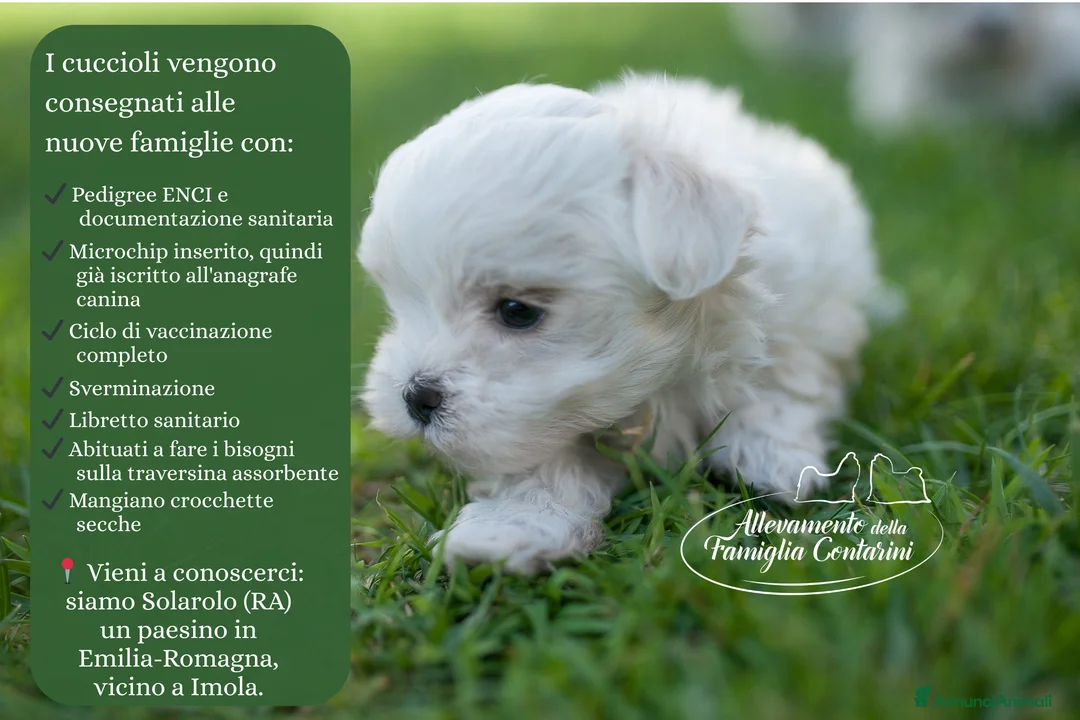 Maltese cani in vendita: MALTESI CUCCIOLI a Provincia di Ferrara - Annuncio 2