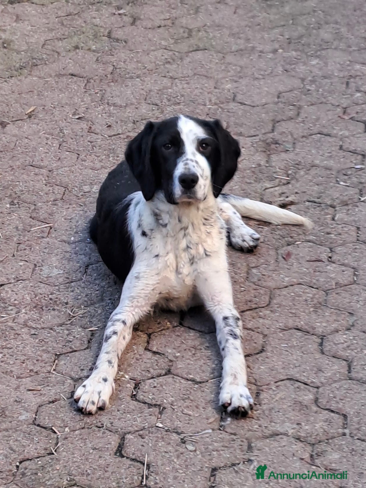 Meticcio cani Cucciola di 6 mesi  - Annuncio 4