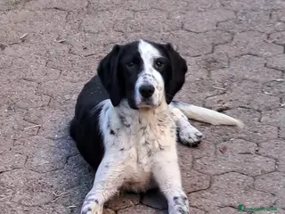 Meticcio cani Cucciola di 6 mesi - Annuncio 4