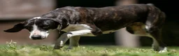 Meticcio cani in regalo: LA DOLCE RUGHETTA HA BISOGNO DI UNA CASA - Annuncio 4