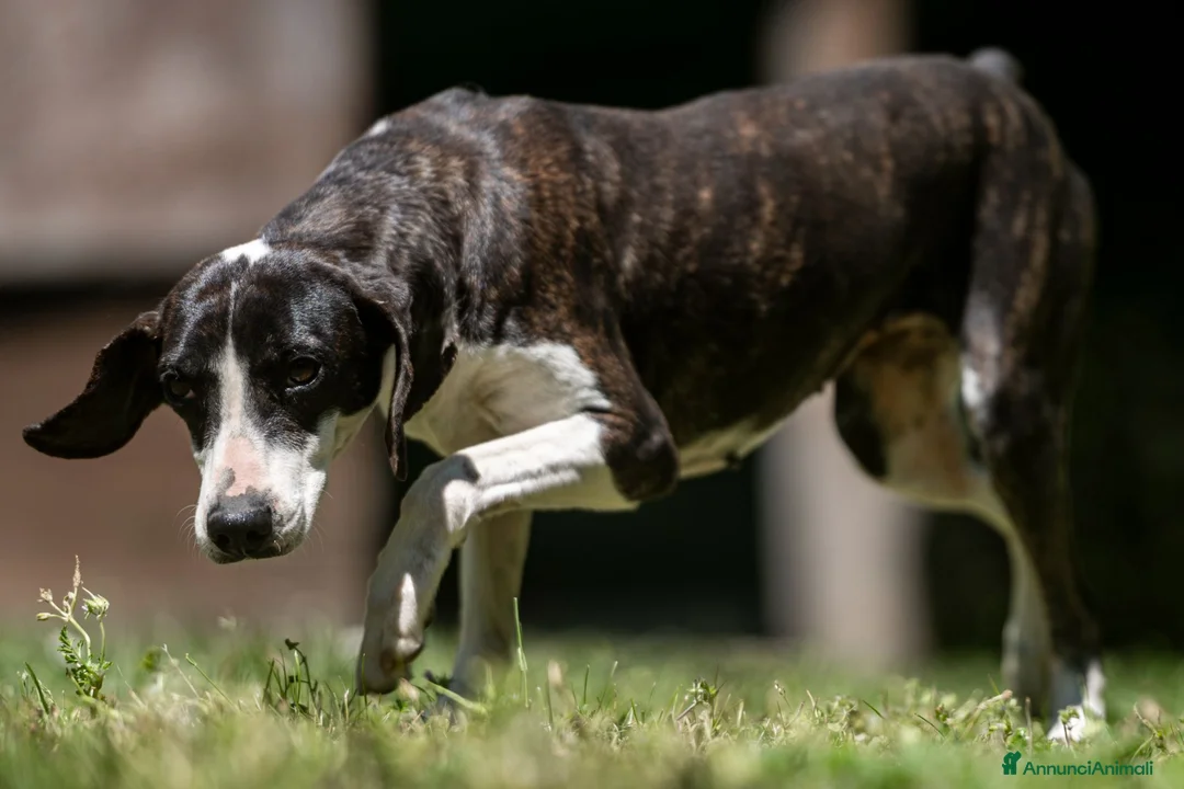 Meticcio cani in regalo: LA DOLCE RUGHETTA HA BISOGNO DI UNA CASA - Annuncio 4