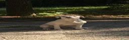 Meticcio cani in regalo: Alice - Annuncio 2