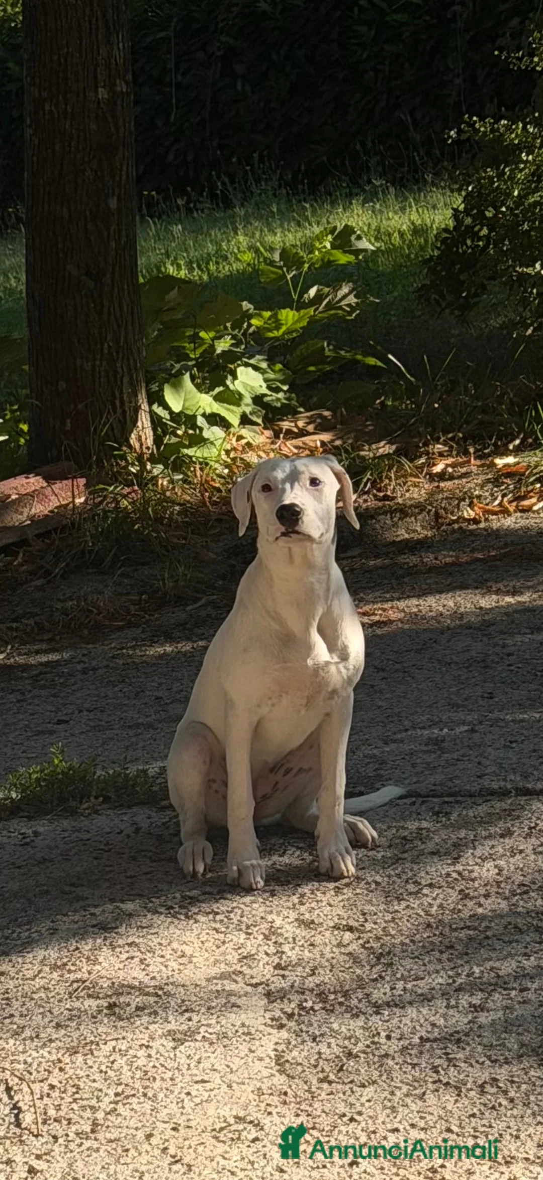 Meticcio cani in regalo: Alice - Annuncio 2