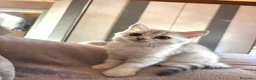 Scottish gatti in vendita: Ultima cucciola di scottish straight disponibile - Annuncio 8