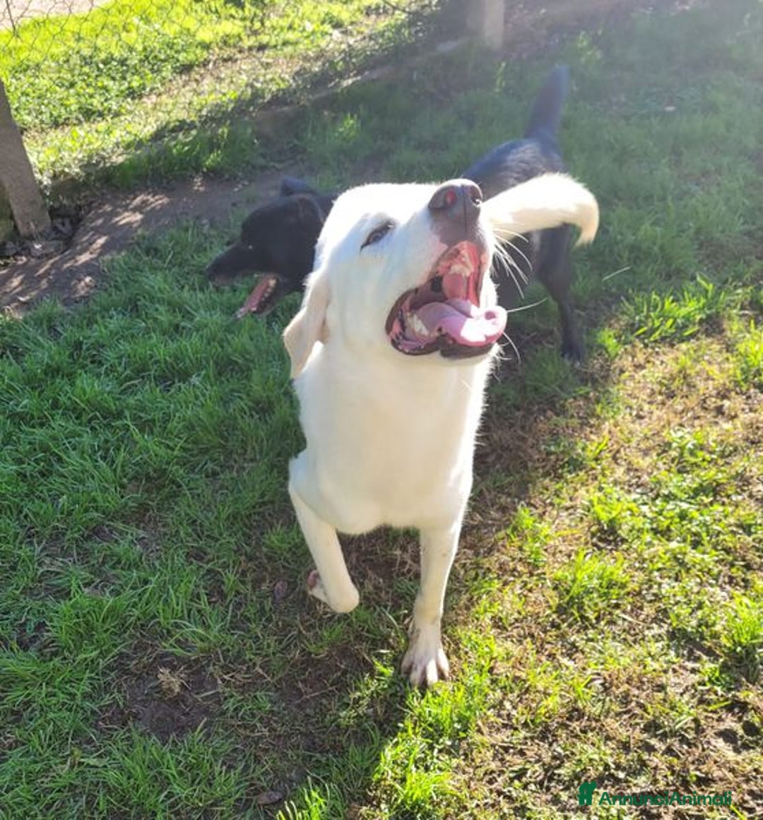 Labrador cani in regalo: Sade, dolcissima mini labrador - Annuncio 5