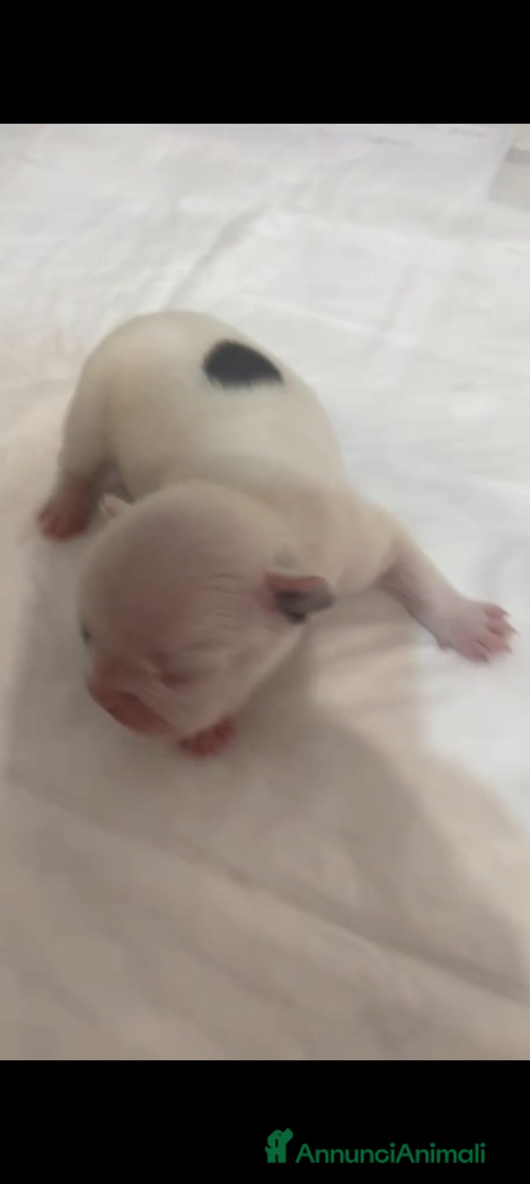 Bulldog Francese cani in vendita: Maschietti di bulldog francese  - Annuncio 2